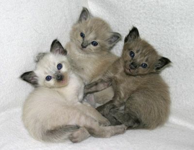 kittens3.jpg